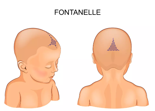 Tout savoir sur la fontanelle